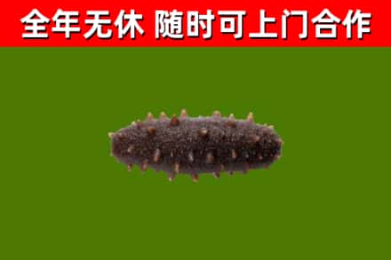 玉树回收海参干